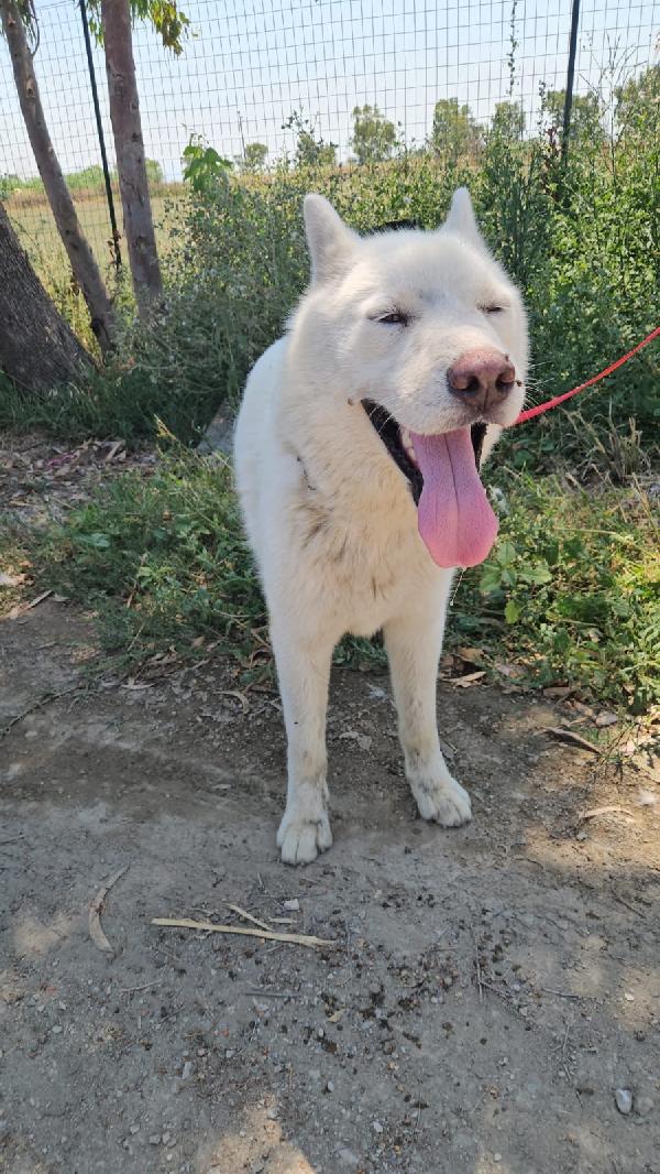 Zeus splendido giovane Siberian Husky cerca casa  Foto 8