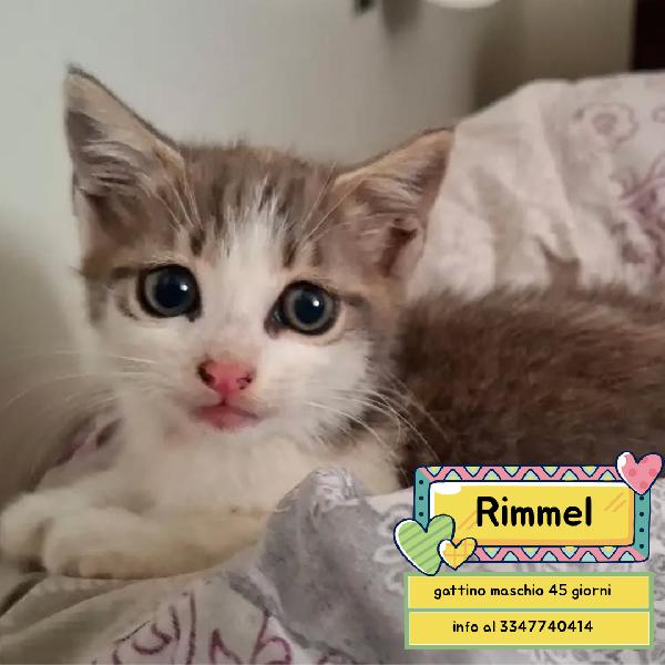 Rimmel Dolce Gattino Cerca Casa - In Adozione A Latina