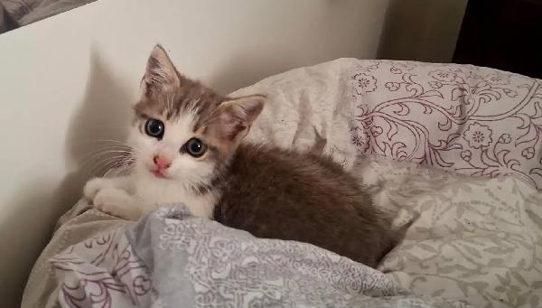 Rimmel dolce gattino cerca casa - in adozione a Latina Foto 2