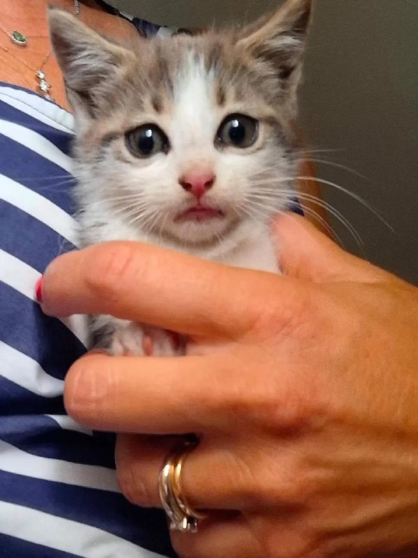 Rimmel dolce gattino cerca casa - in adozione a Latina Foto 3