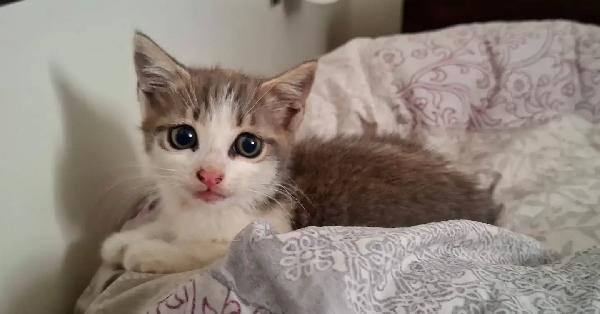 Rimmel dolce gattino cerca casa - in adozione a Latina Foto 5