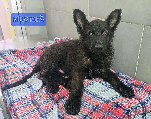 Mustafà 2 Mesi Mix Pastore Tedesco 