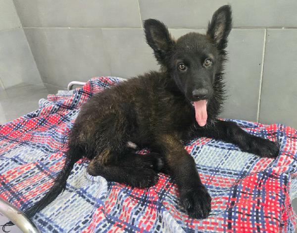 Mustafà 2 mesi mix pastore tedesco  Foto 2