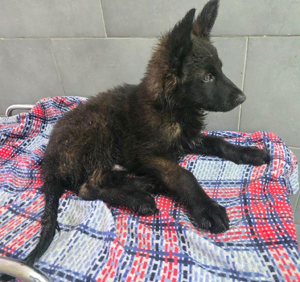Mustafà 2 mesi mix pastore tedesco  Foto 3