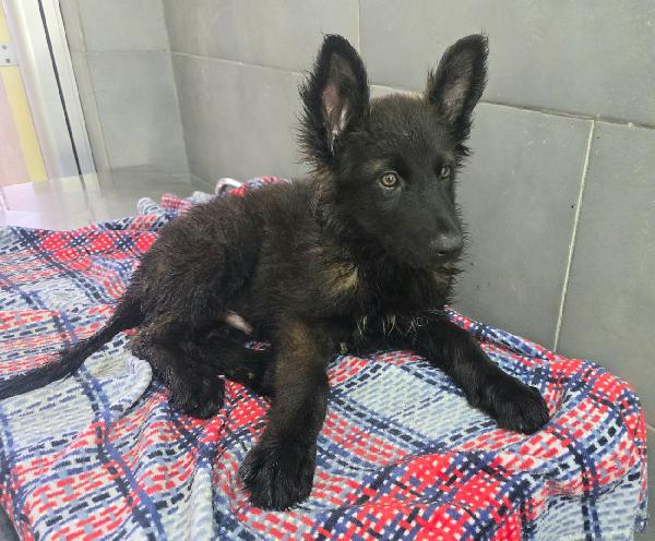 Mustafà 2 mesi mix pastore tedesco  Foto 4