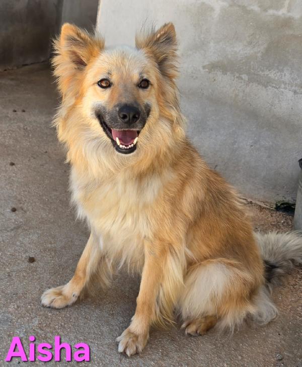 Aisha Femmina Simil Eurasier