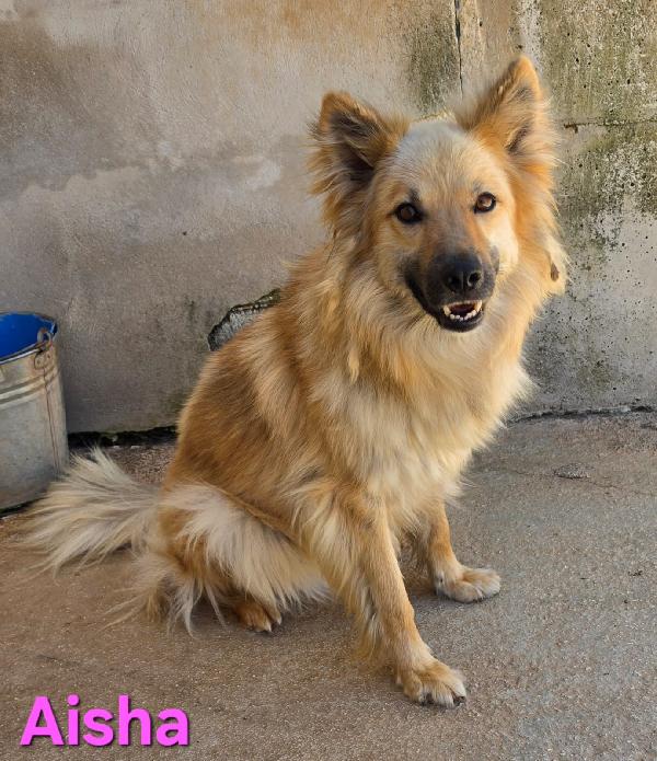 AISHA FEMMINA SIMIL EURASIER Foto 2