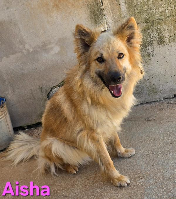 AISHA FEMMINA SIMIL EURASIER Foto 3