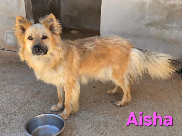 AISHA FEMMINA SIMIL EURASIER Foto 4