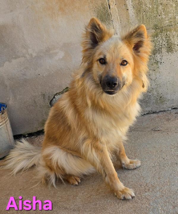 AISHA FEMMINA SIMIL EURASIER Foto 5