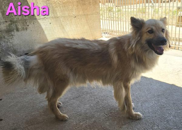 AISHA FEMMINA SIMIL EURASIER Foto 6