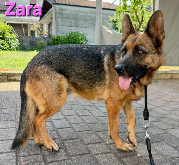 ZARA FEMMINA PASTORE TEDESCO  Foto 5