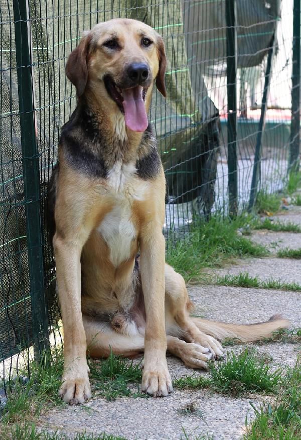 TADDEO MASCHIO ADULTO  Foto 2