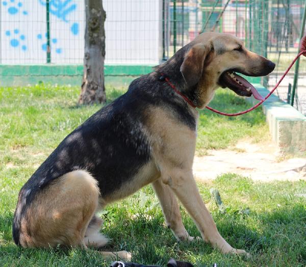 TADDEO MASCHIO ADULTO  Foto 4