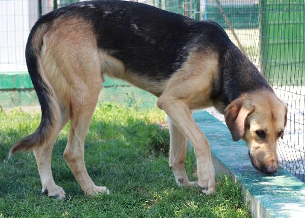 TADDEO MASCHIO ADULTO  Foto 6