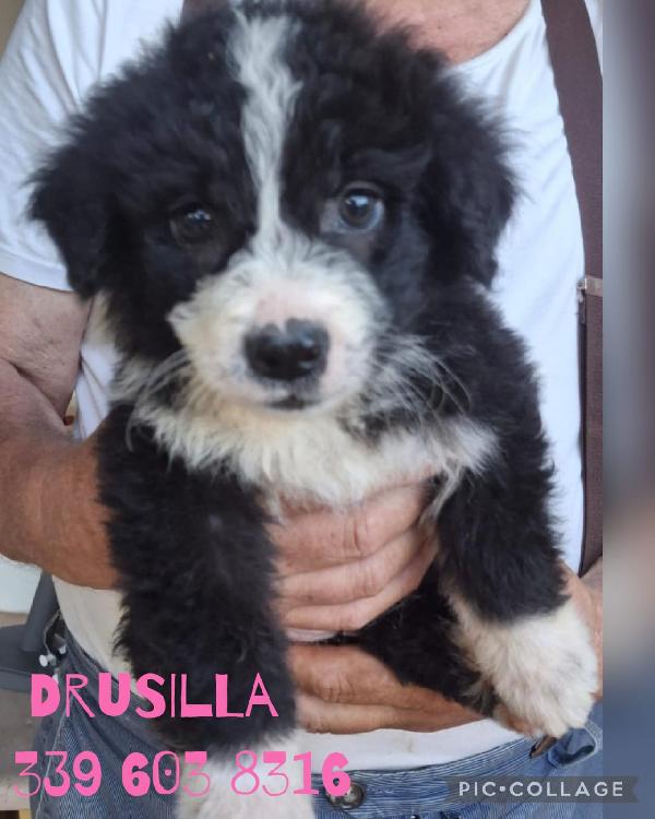 Drusilla, 2 Mesi