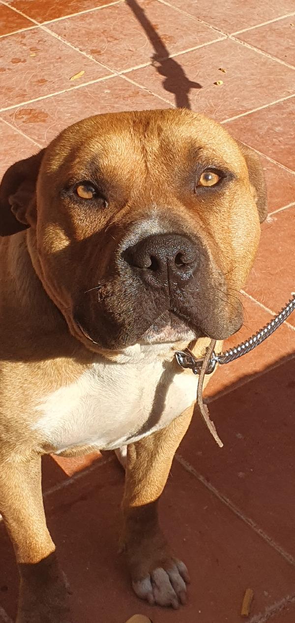 Tyson Il Cagnolone Che Ama I Bimbi