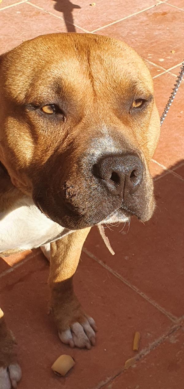Tyson il cagnolone che ama i bimbi Foto 2