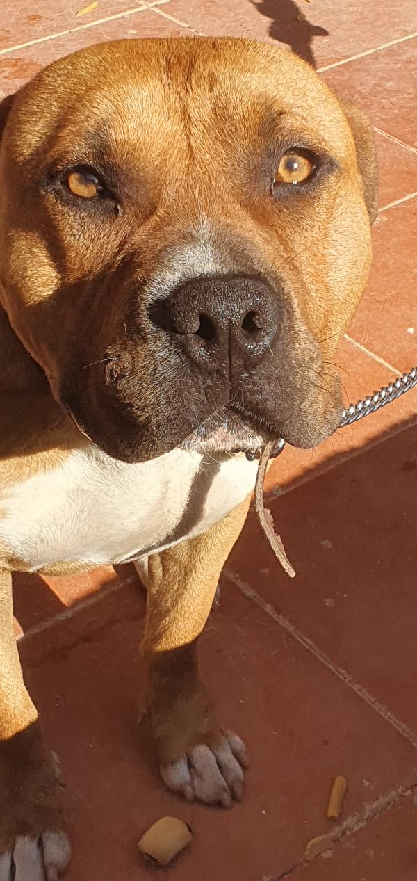 Tyson il cagnolone che ama i bimbi Foto 3