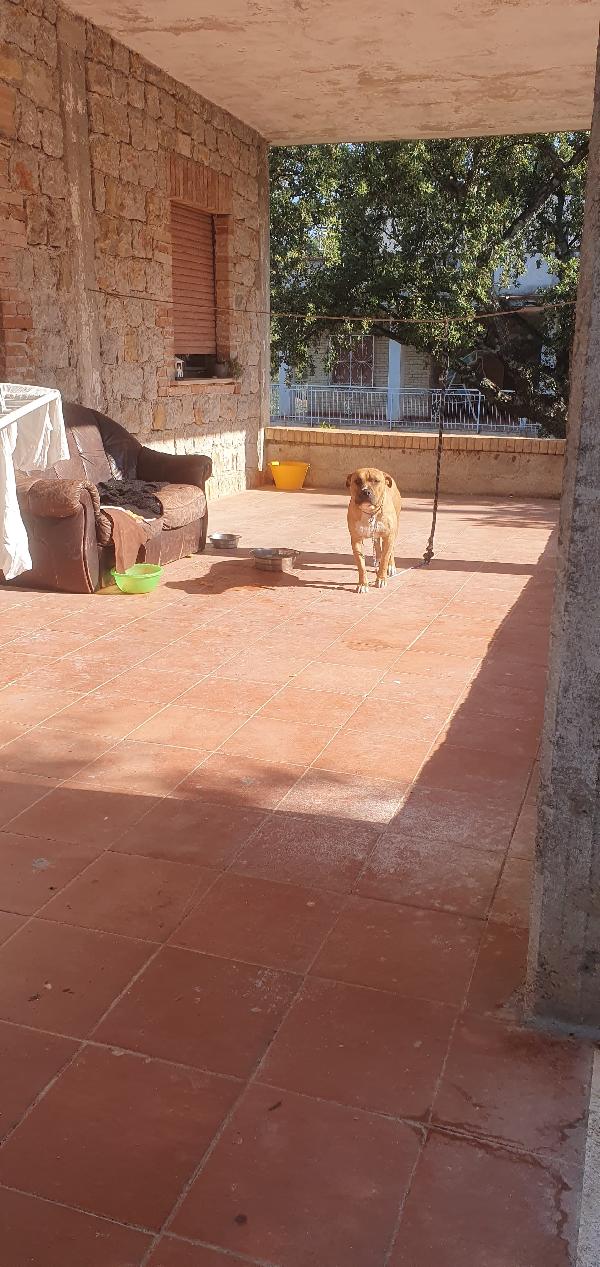 Tyson il cagnolone che ama i bimbi Foto 4