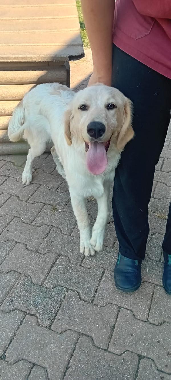 Maia Una Cagnolona Dolcissima In Brianza 