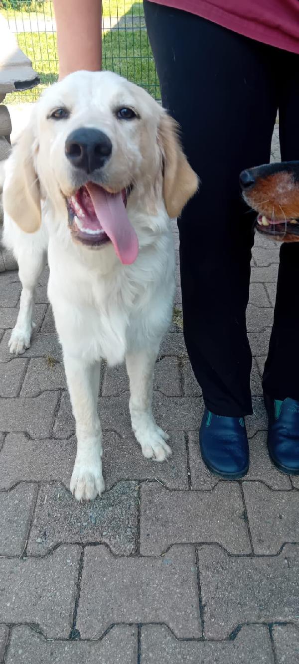 Maia una cagnolona dolcissima in Brianza  Foto 2