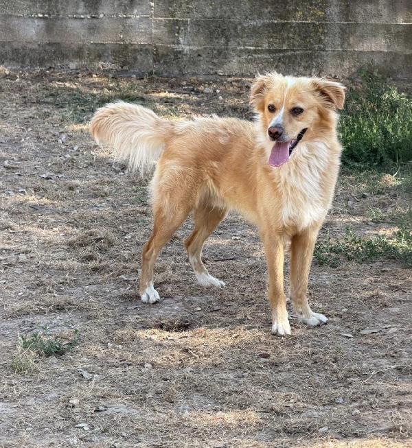 Mirko Favoloso Cagnolino A Pelo Lungo