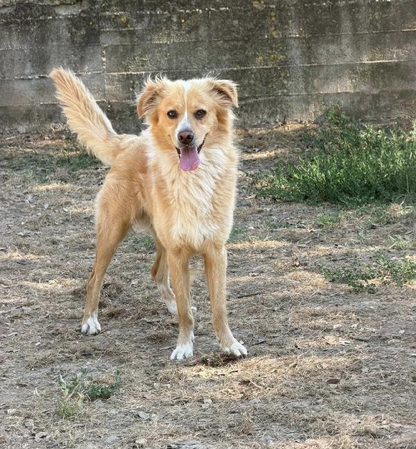 Mirko favoloso cagnolino a pelo lungo Foto 2