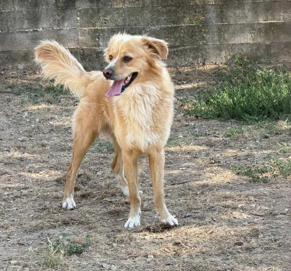 Mirko favoloso cagnolino a pelo lungo Foto 4
