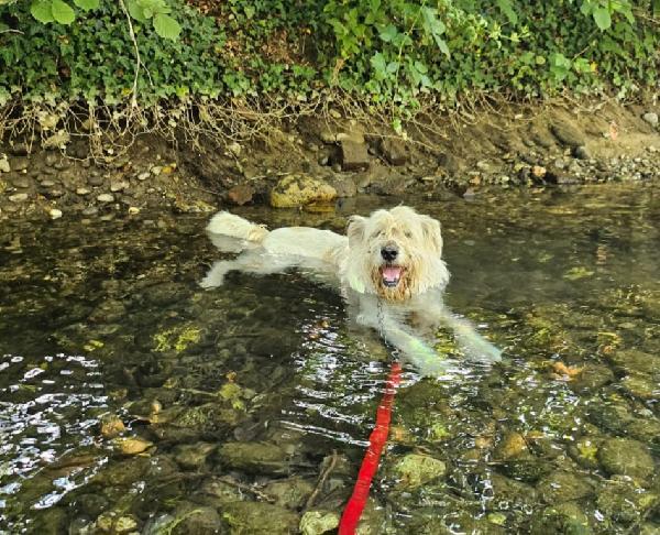 Orlando mix Spinone 6anni splendido SFORTUNATO ED INVISIBILE! NOVARA Foto 6