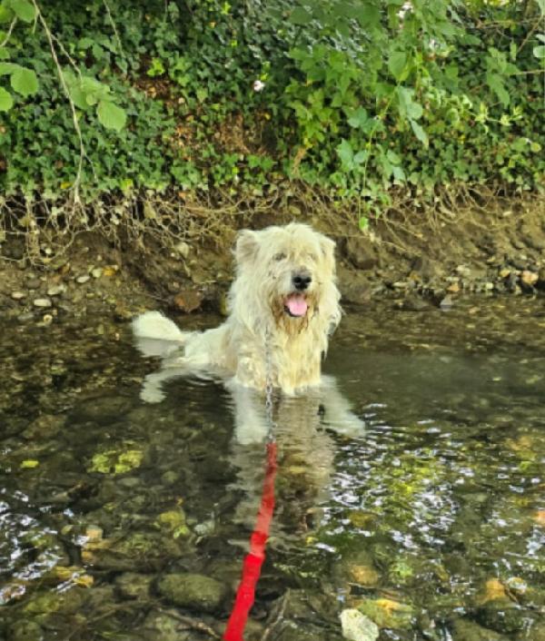 Orlando mix Spinone 6anni splendido SFORTUNATO ED INVISIBILE! NOVARA Foto 7