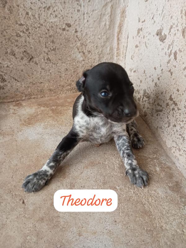 CUCCIOLI TAGLIA PICCOLA MIX BRETON Foto 4