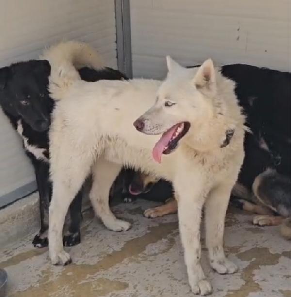Zeus: Giovane Siberian Husky Socievole Con Tutti 