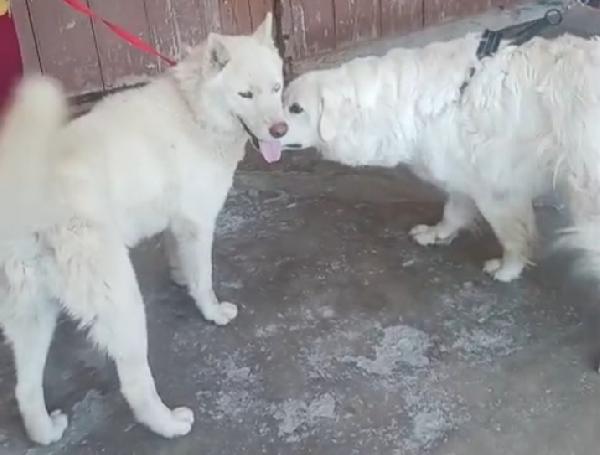 Zeus: giovane Siberian Husky socievole con tutti  Foto 2