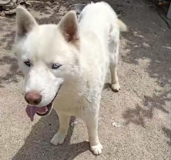Zeus: giovane Siberian Husky socievole con tutti  Foto 3