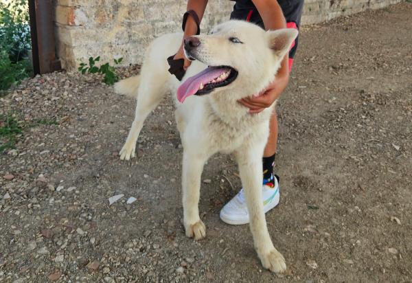 Zeus: giovane Siberian Husky socievole con tutti  Foto 5