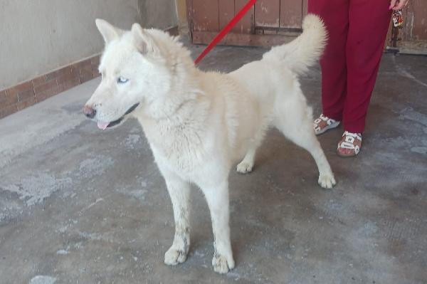 Zeus: giovane Siberian Husky socievole con tutti  Foto 6