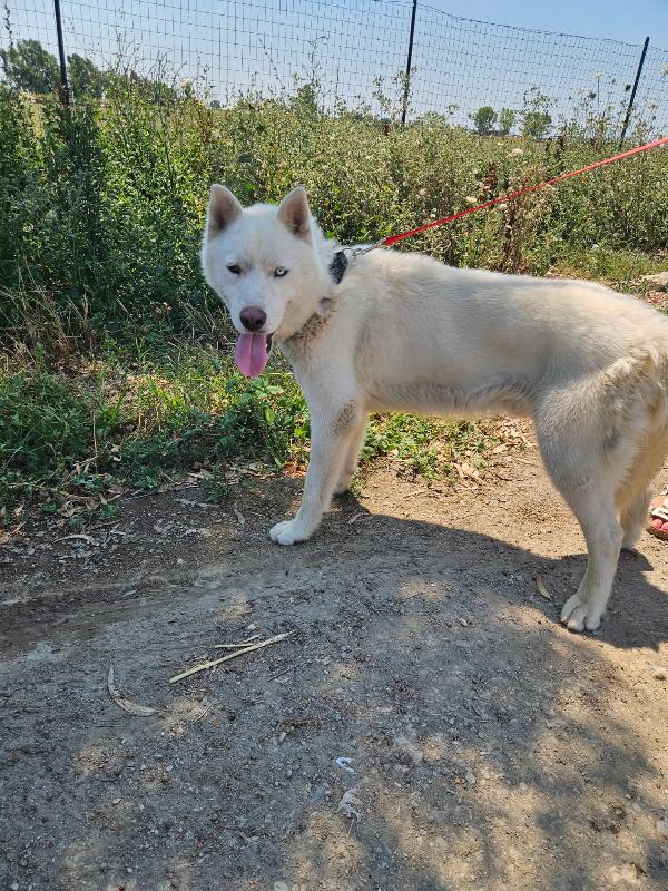 Zeus: giovane Siberian Husky socievole con tutti  Foto 7