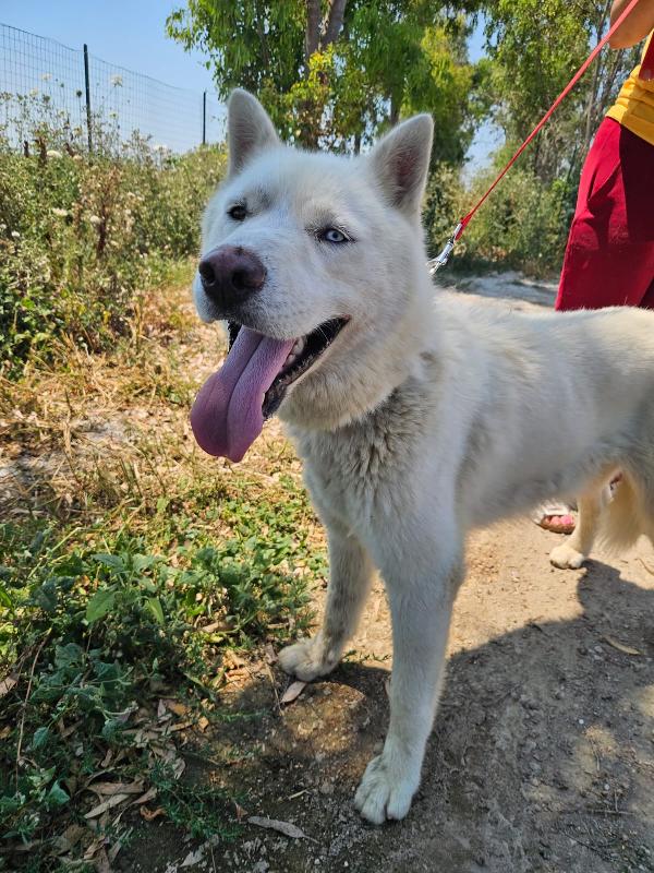 Zeus: giovane Siberian Husky socievole con tutti  Foto 8