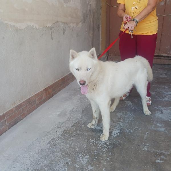 Zeus: giovane Siberian Husky socievole con tutti  Foto 9