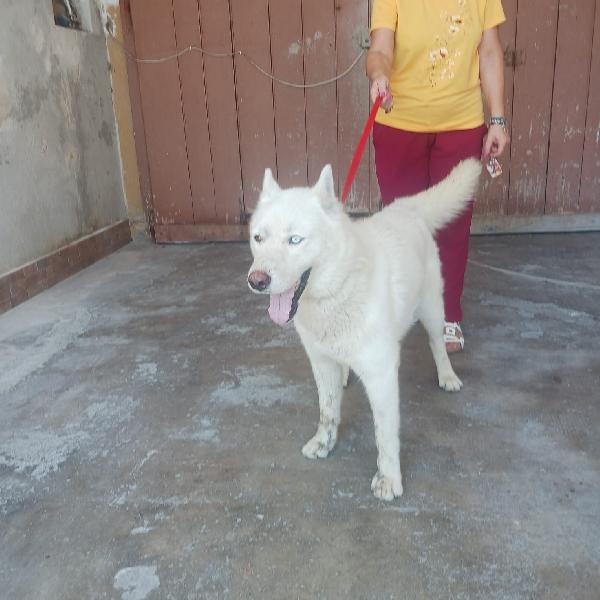 Zeus: giovane Siberian Husky socievole con tutti  Foto 10
