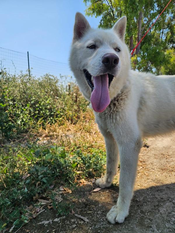 Zeus: giovane Siberian Husky socievole con tutti  Foto 12