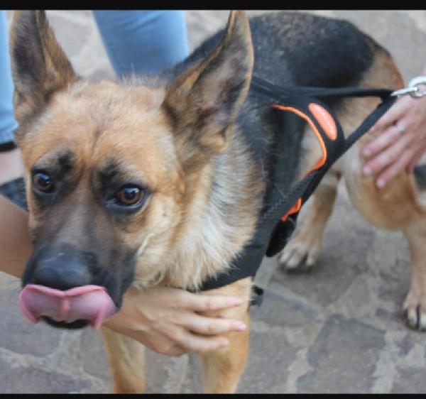 Pastore Tedesco 3/4Anni Scartata Perché Cieca.palermo