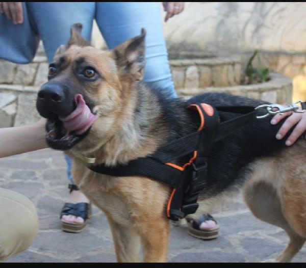 Pastore Tedesco 3/4anni scartata perché CIECA.PALERMO Foto 4