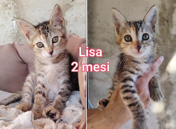 Miciottini splendidi in adozione  Foto 2