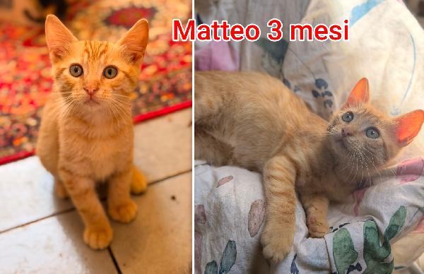 Miciottini splendidi in adozione  Foto 3