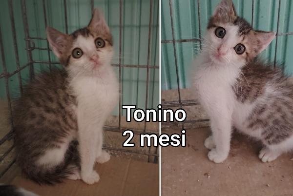Miciottini splendidi in adozione  Foto 4
