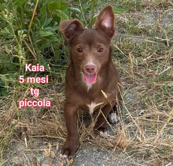 Cucciolotti Bellissimi 