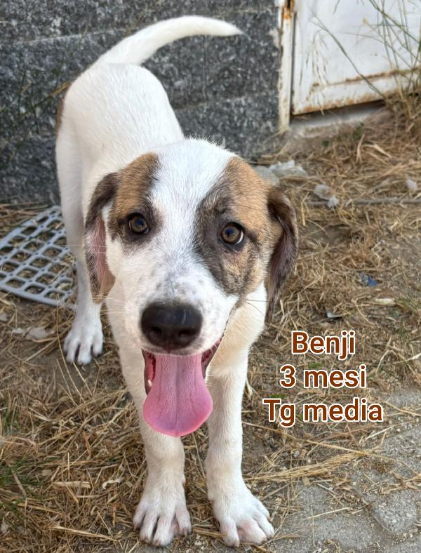 Cucciolotti bellissimi  Foto 2