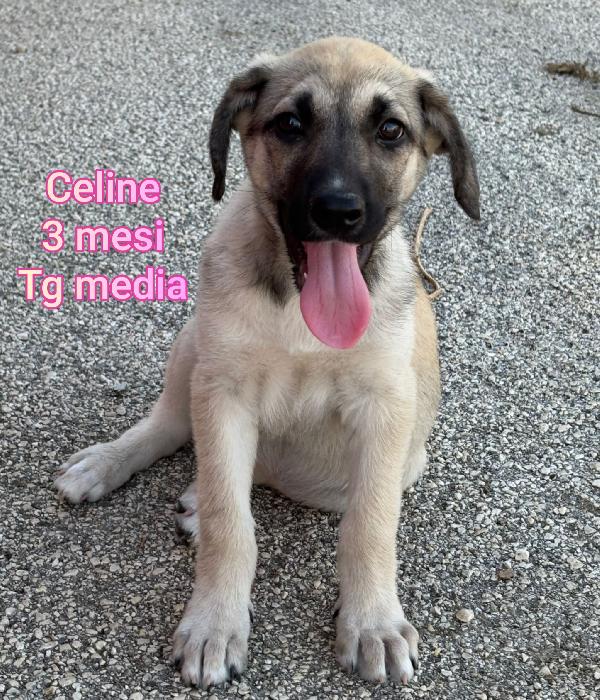 Cucciolotti bellissimi  Foto 3